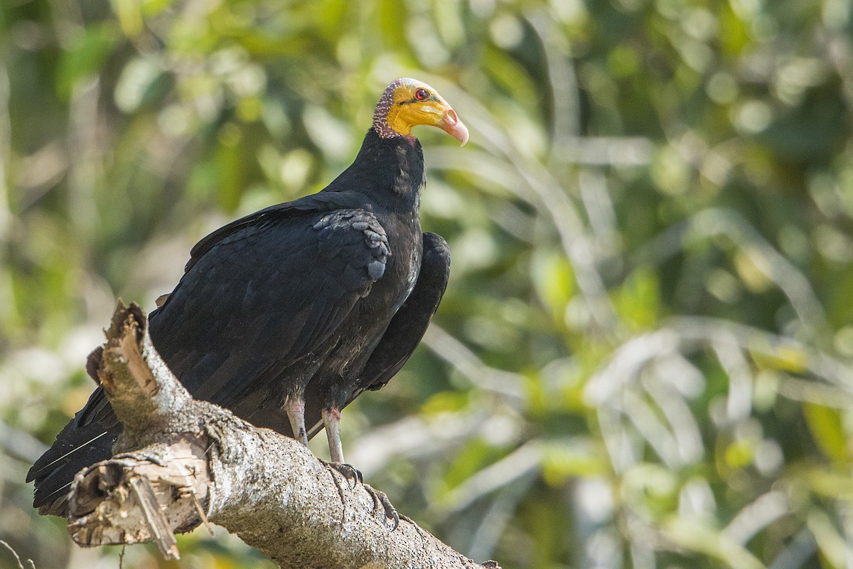 Greater Yellow-headed Vulture - ML68171791