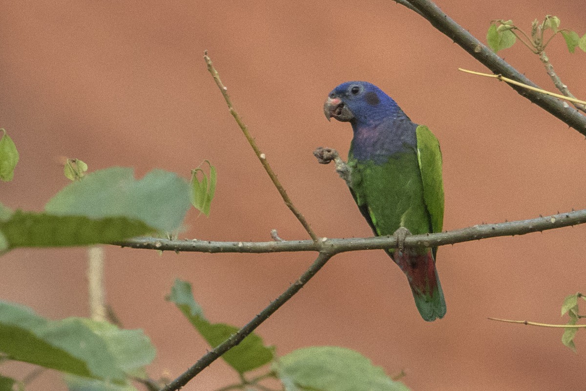 Blue-headed Parrot - ML68171821