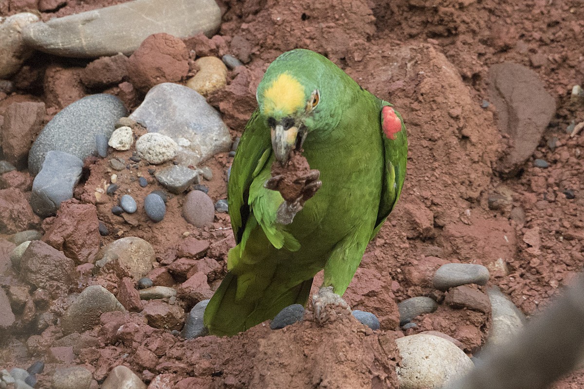 Yellow-crowned Parrot - Bradley Hacker 🦜