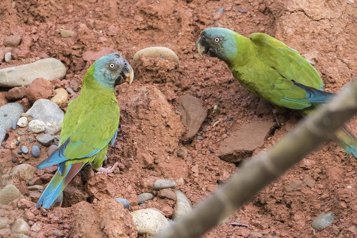 Blue-headed Macaw - ML68172021