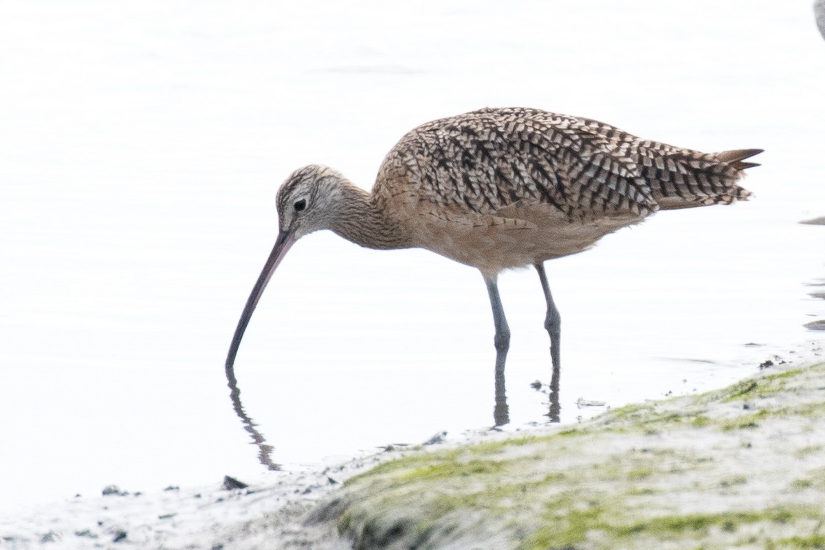Long-billed Curlew - ML68172641