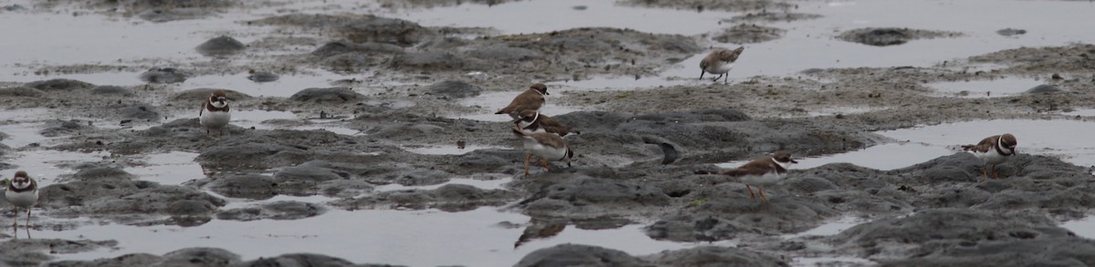Semipalmated Plover - ML68172671