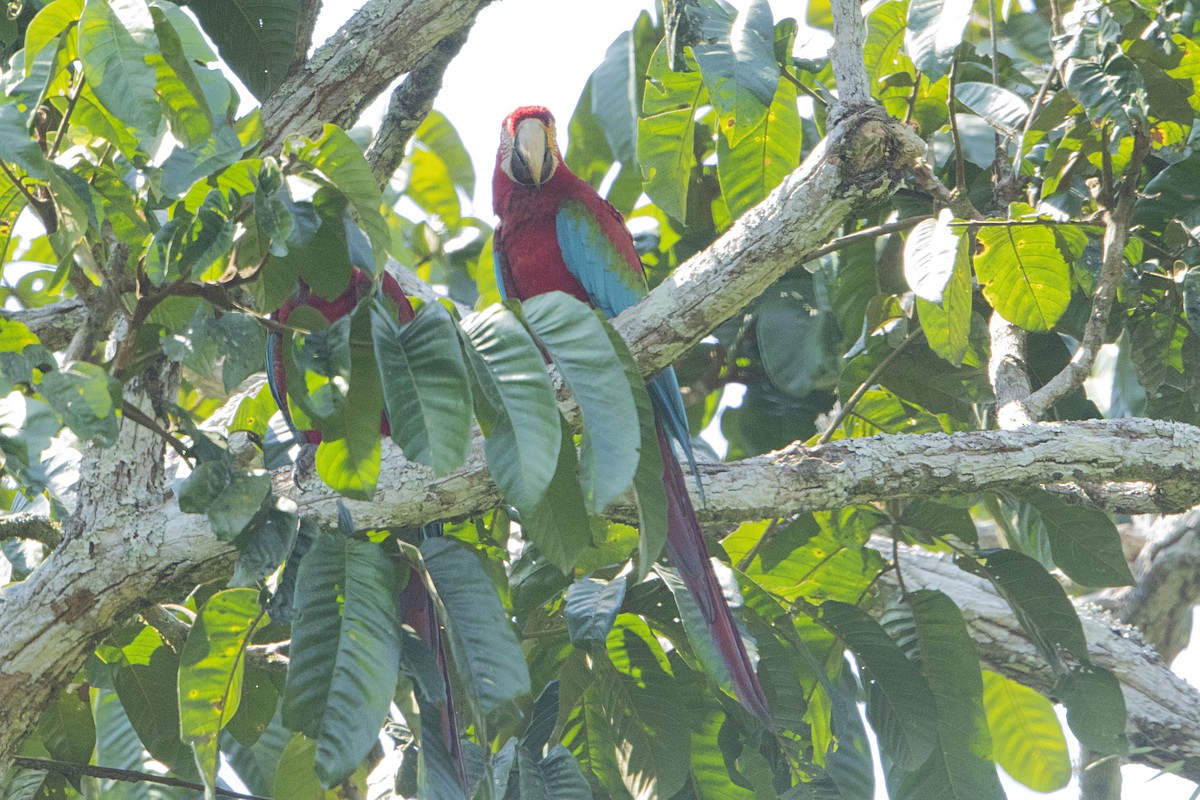 Red-and-green Macaw - ML68173581