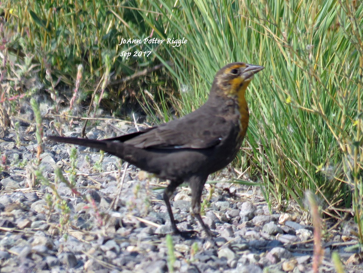 Yellow-headed Blackbird - ML68173861