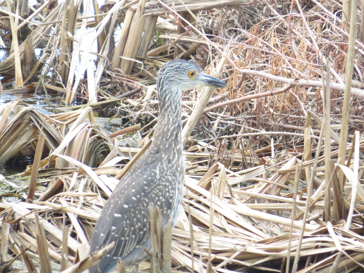 Yellow-crowned Night Heron - Silas Fischer