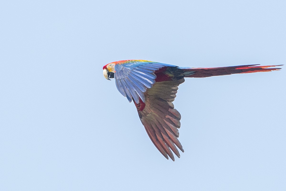 Scarlet Macaw - ML68177961