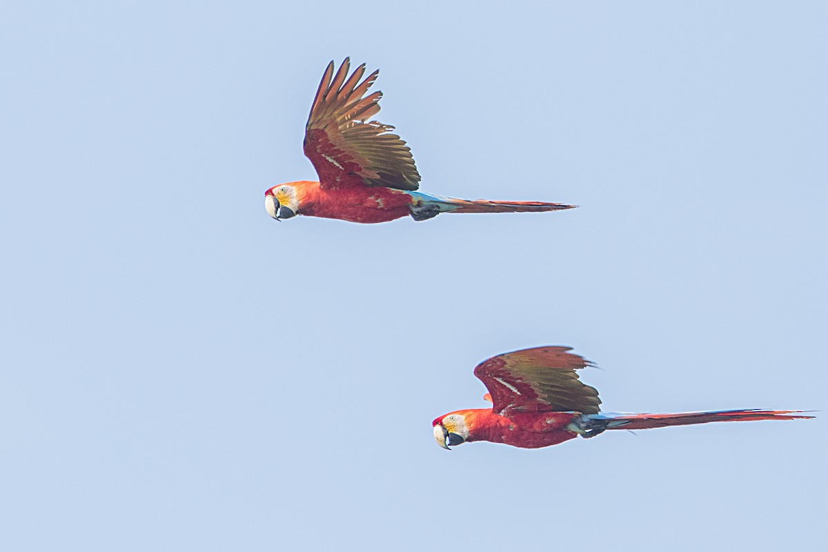 Scarlet Macaw - ML68177971