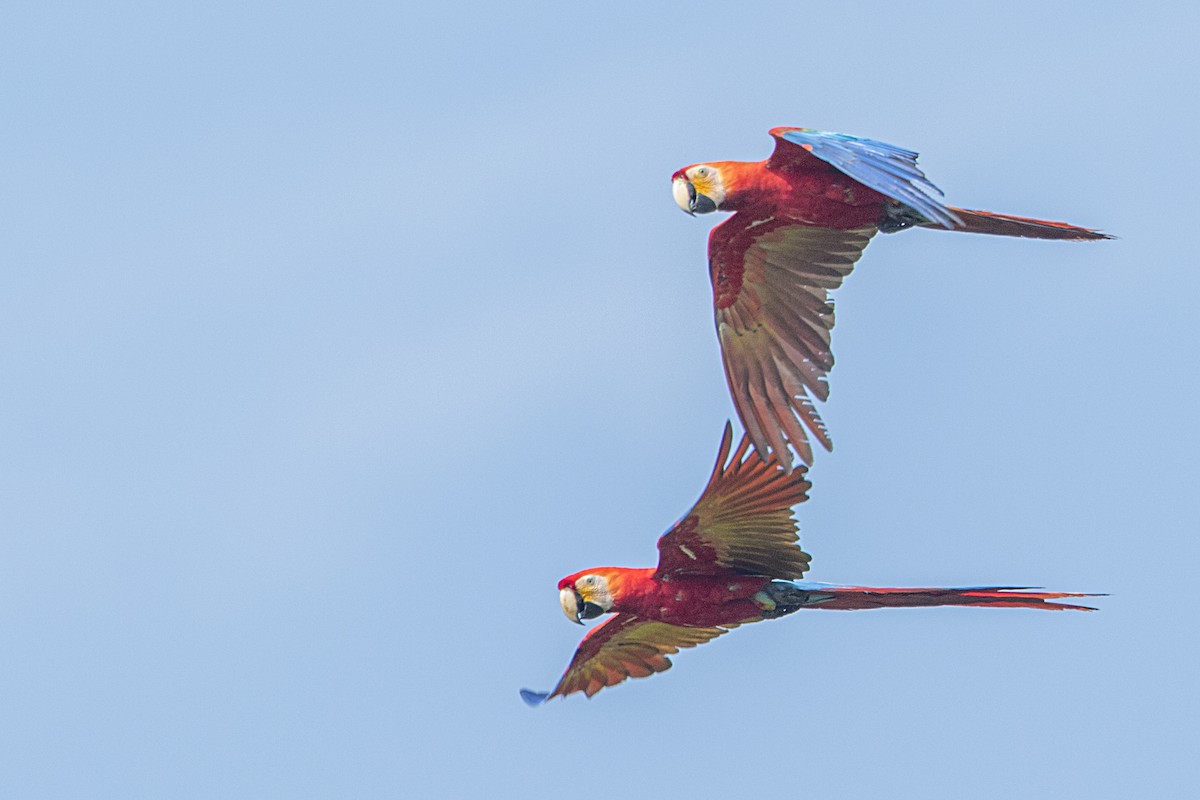 Scarlet Macaw - ML68177981