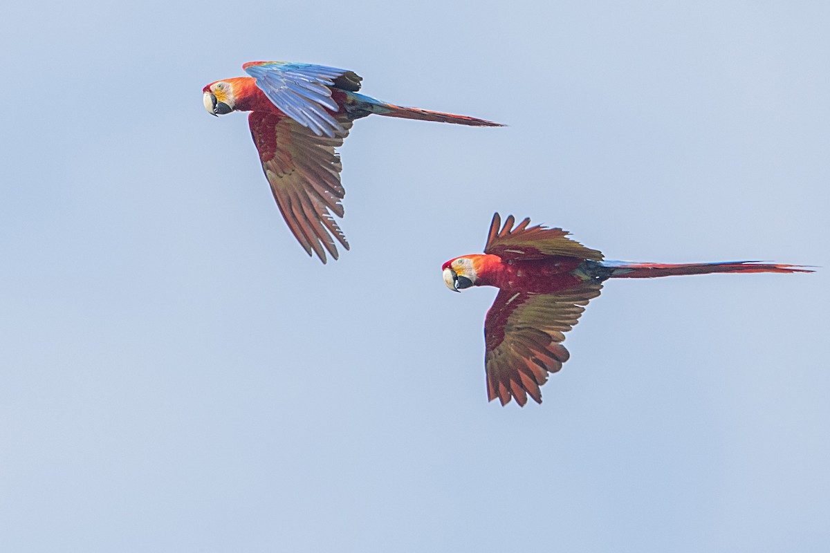 Scarlet Macaw - ML68178001