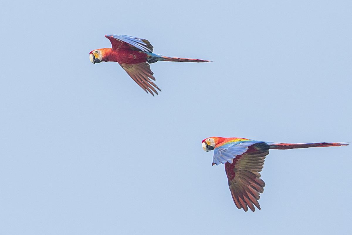 Scarlet Macaw - ML68178011