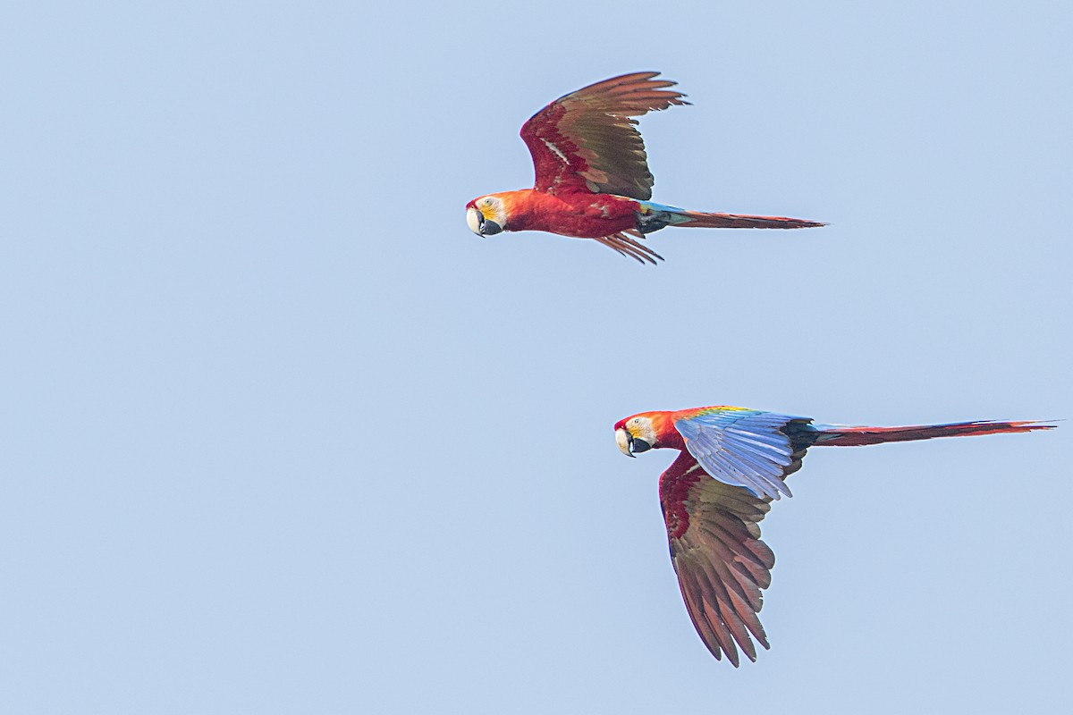 Scarlet Macaw - ML68178071
