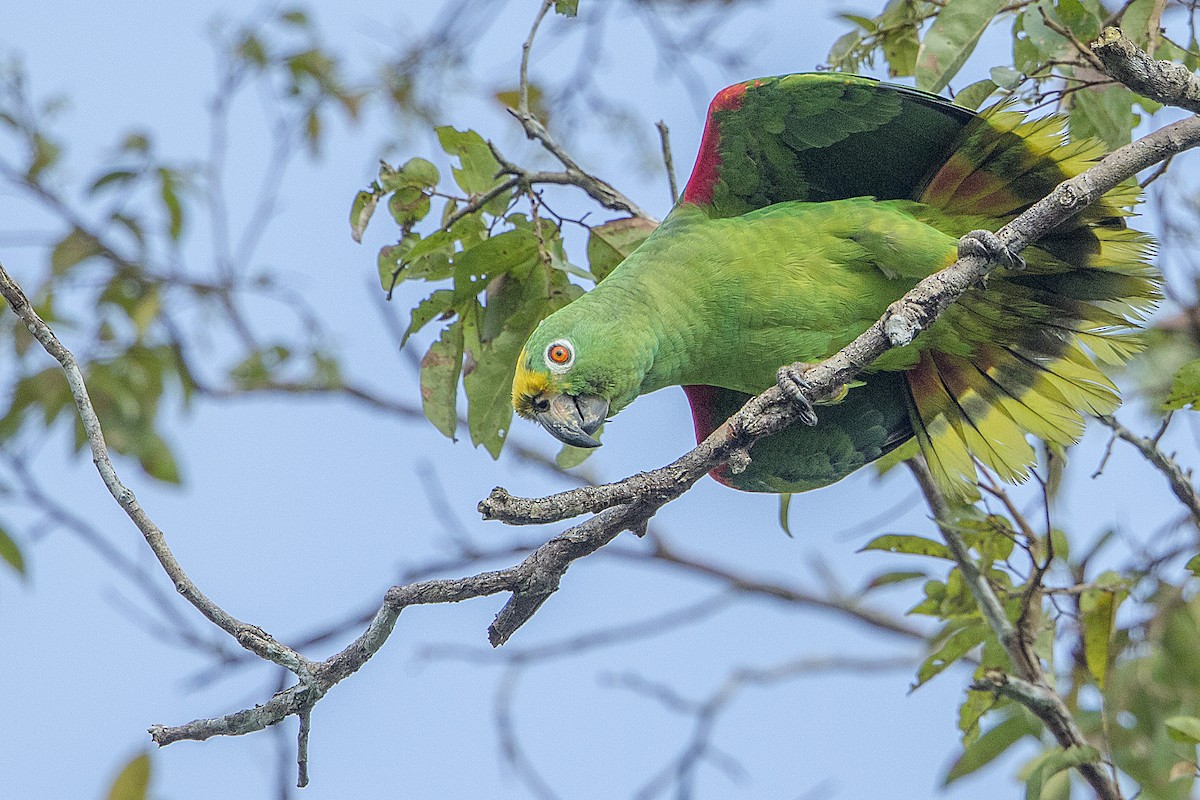 Yellow-crowned Parrot - ML68178111