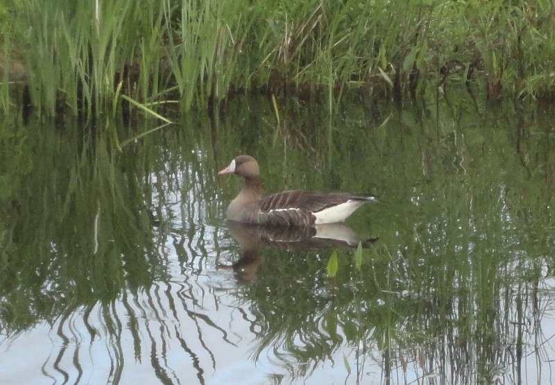 Greater White-fronted Goose - ML68178361