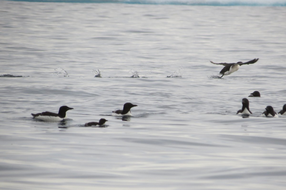 Thick-billed Murre - ML68178761