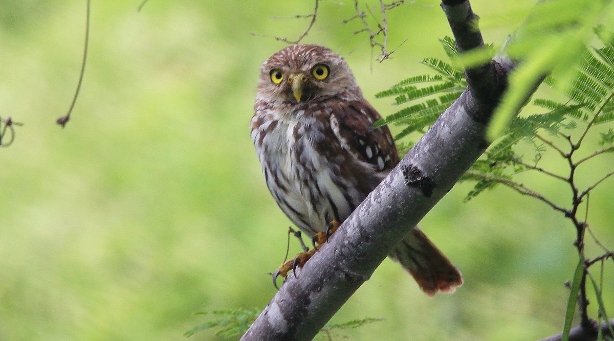 Ferruginous Pygmy-Owl - Paul Lewis