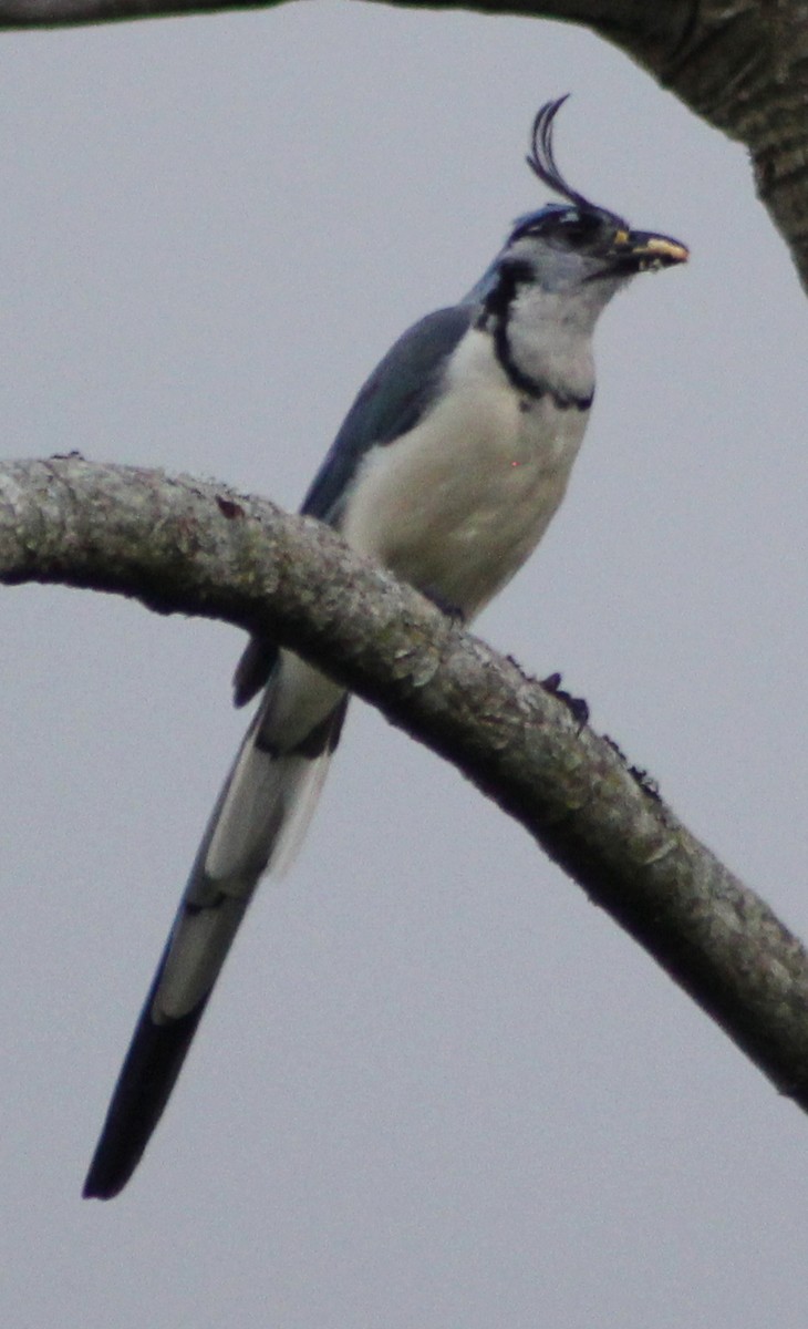 White-throated Magpie-Jay - ML68183721