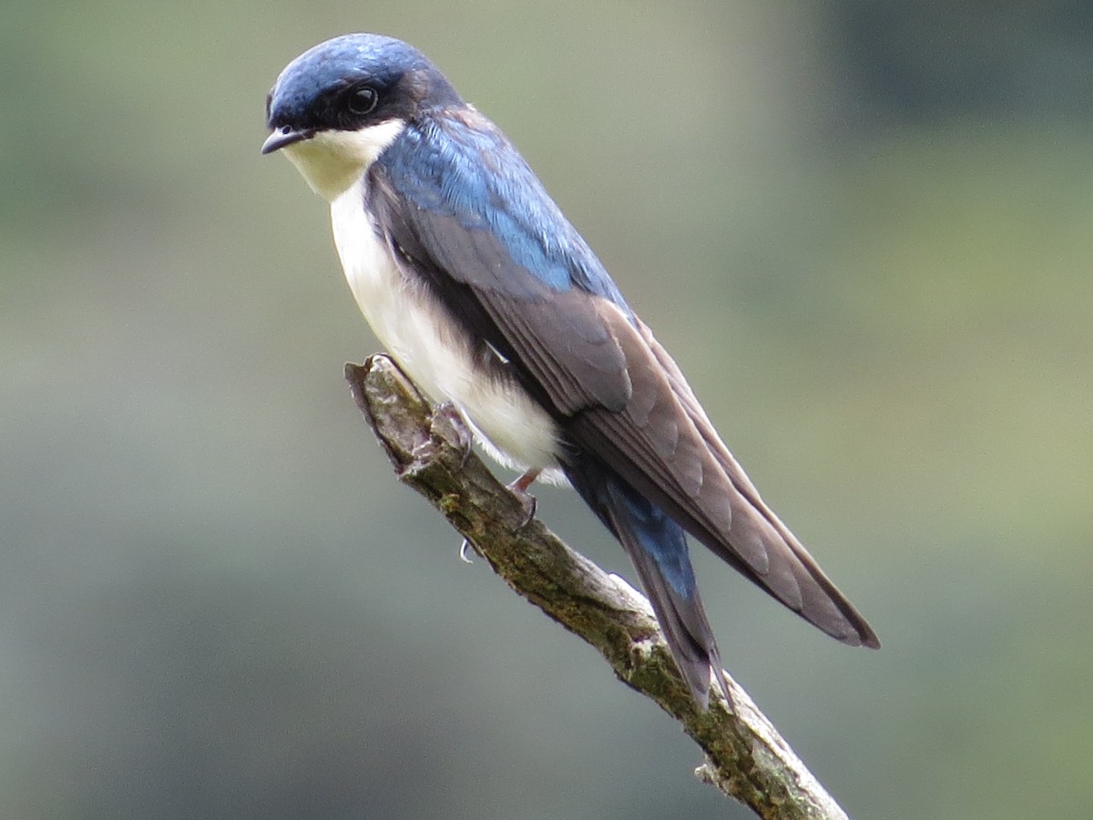 Blue-and-white Swallow - ML68184911