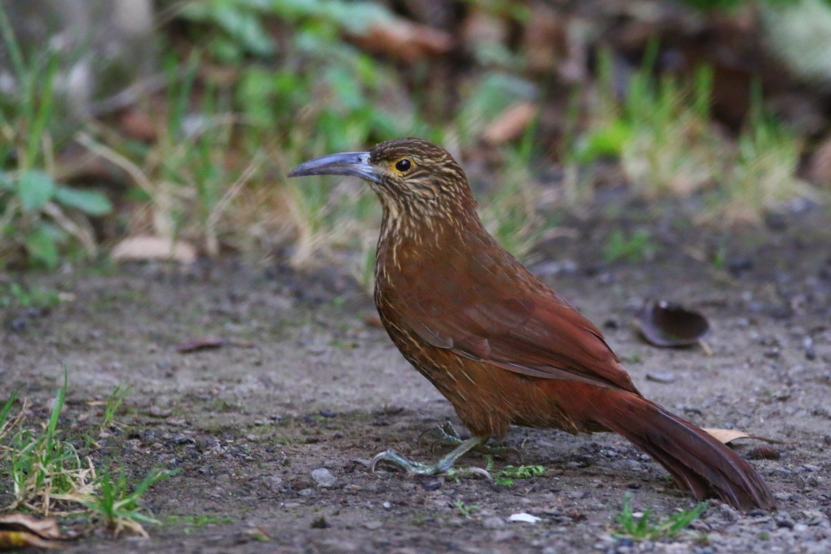 Strong-billed Woodcreeper - ML68186661