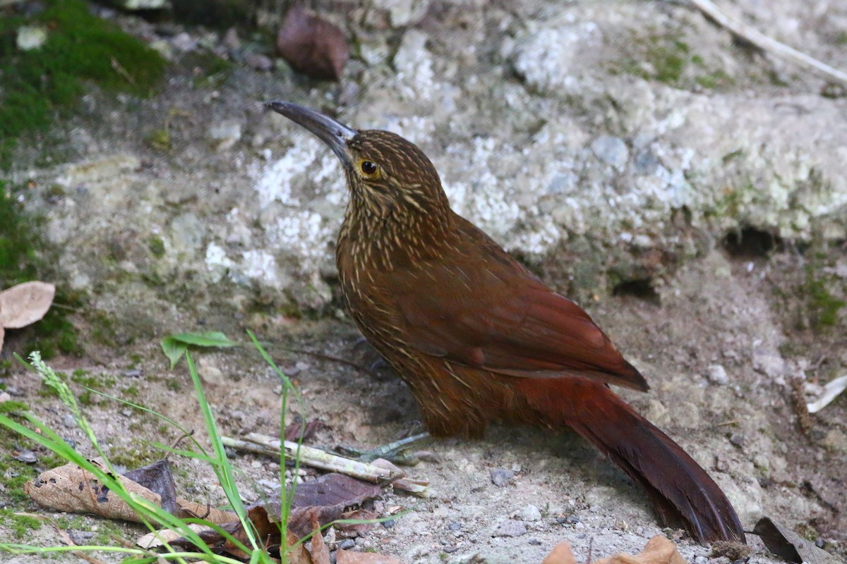Strong-billed Woodcreeper - ML68186671