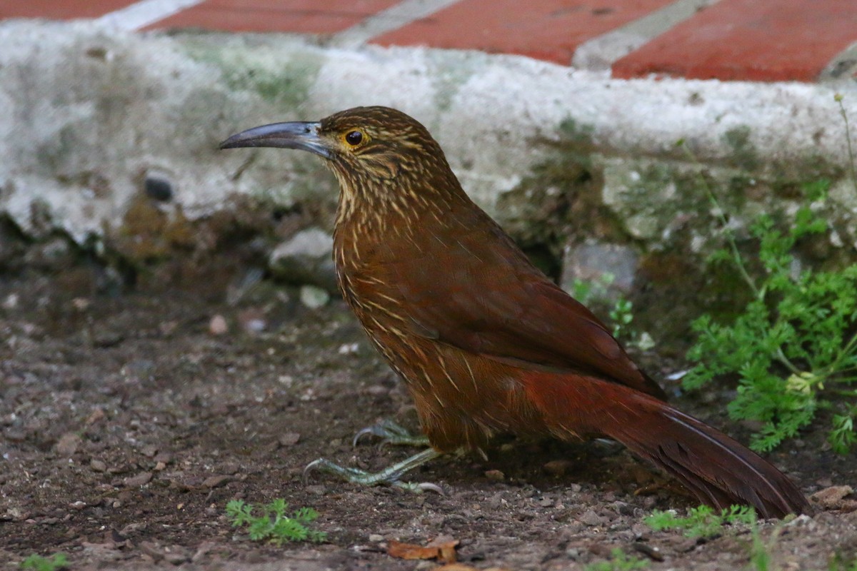 Strong-billed Woodcreeper - ML68186681
