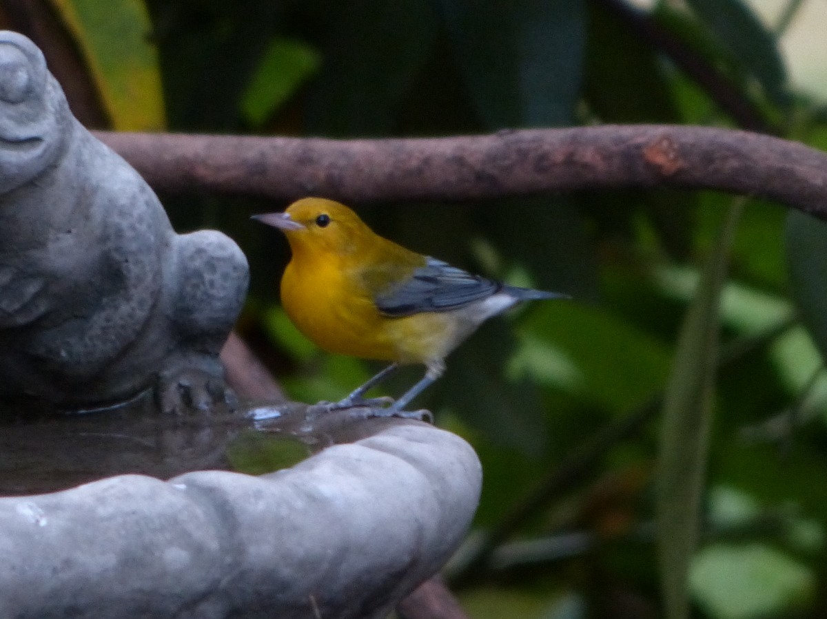 Prothonotary Warbler - Andy Frank