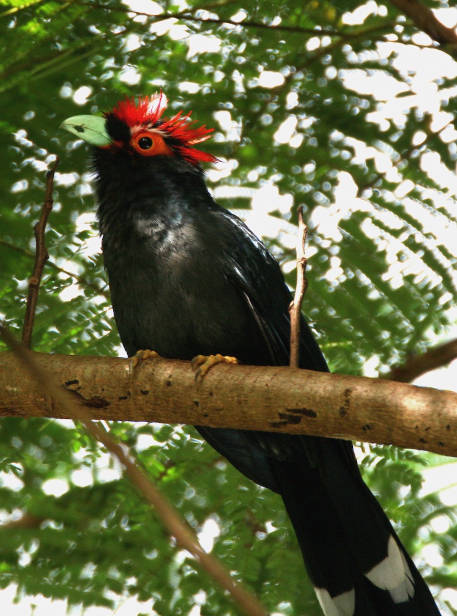 Red-crested Malkoha - ML68191281