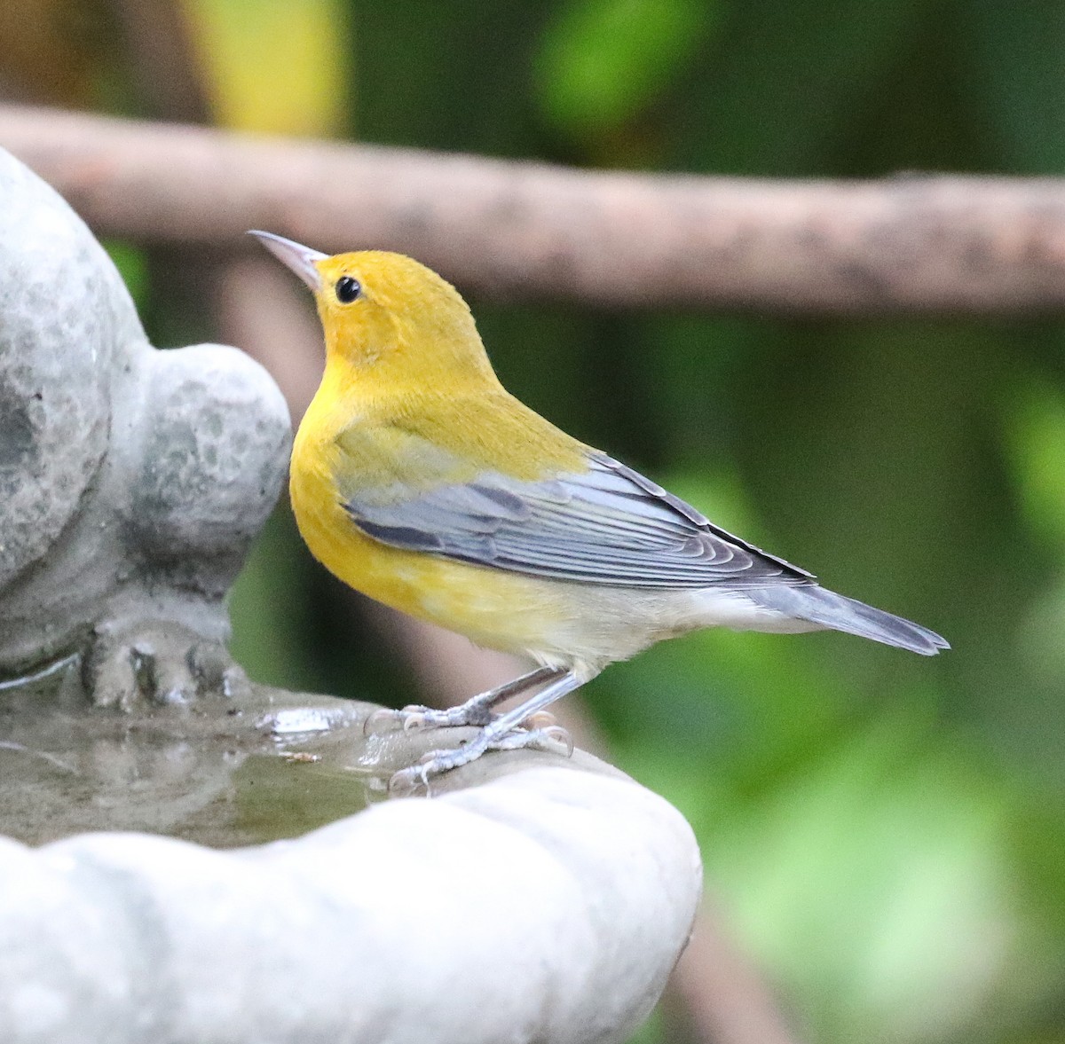 Prothonotary Warbler - ML68191561