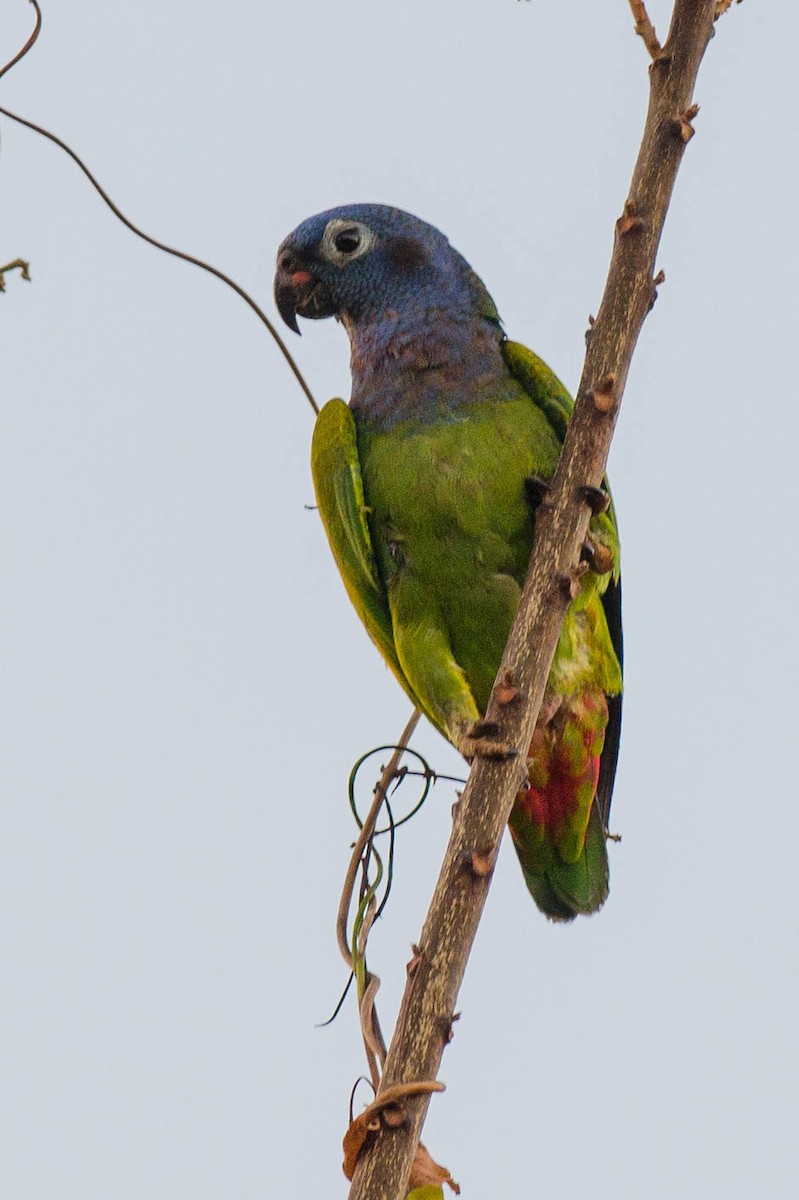Blue-headed Parrot - Tim Liguori