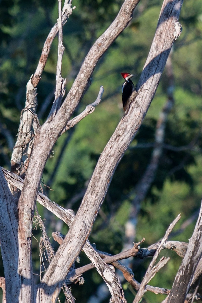 Crimson-crested Woodpecker - Tim Liguori