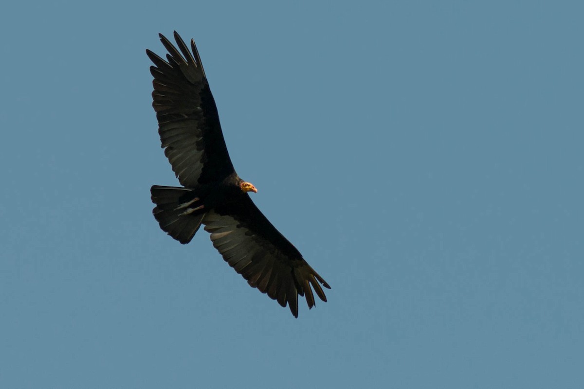 Greater Yellow-headed Vulture - Tim Liguori