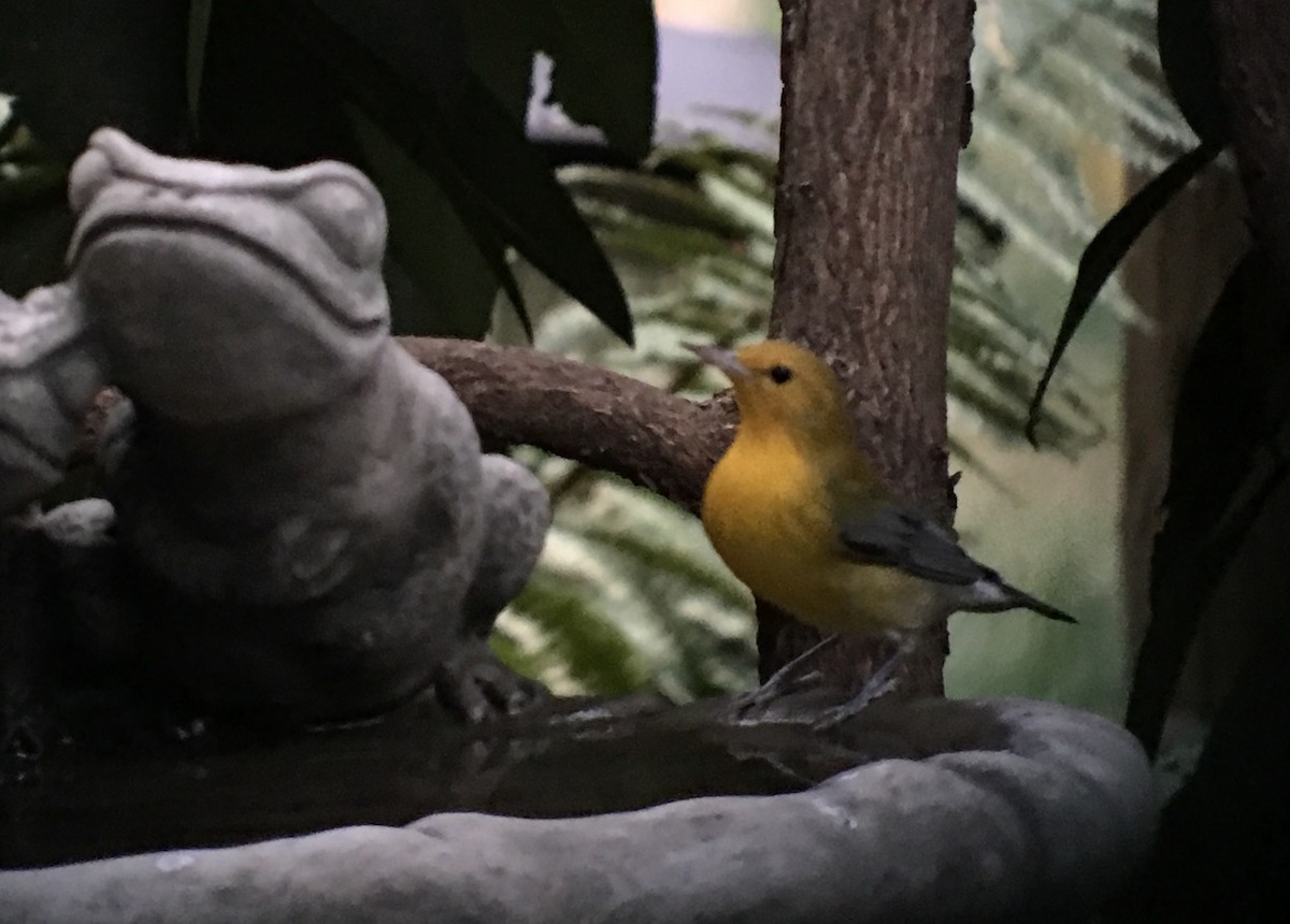 Prothonotary Warbler - ML68192931