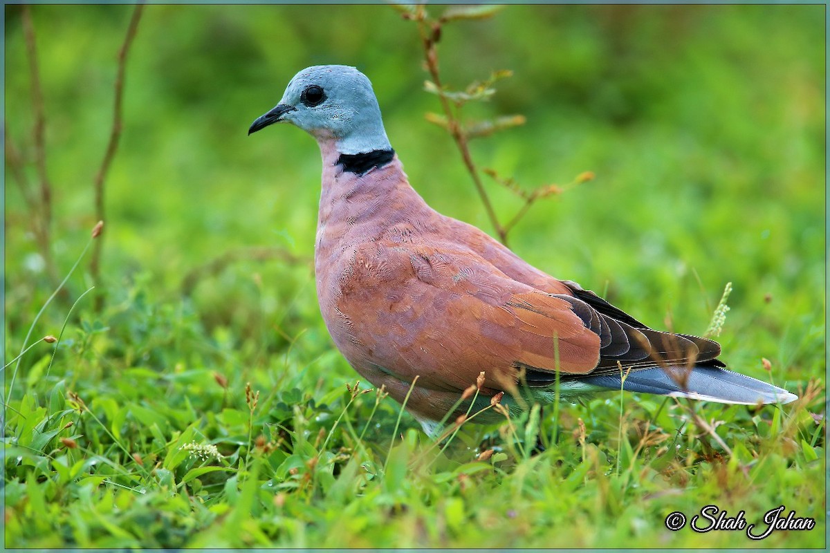 Red Collared-Dove - ML68195401
