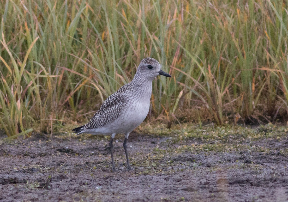 Black-bellied Plover - Cameron Cox