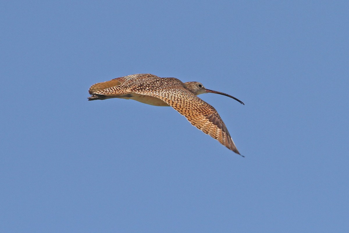 Long-billed Curlew - ML68195681
