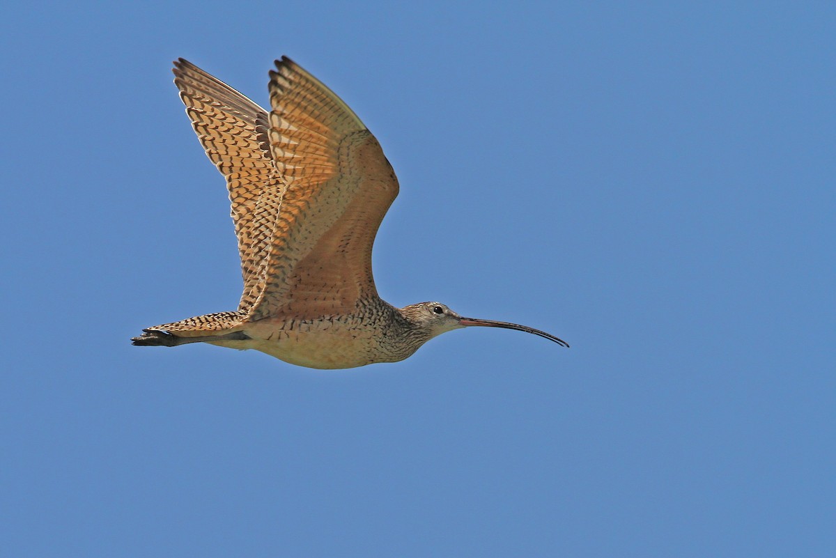 Long-billed Curlew - ML68195691