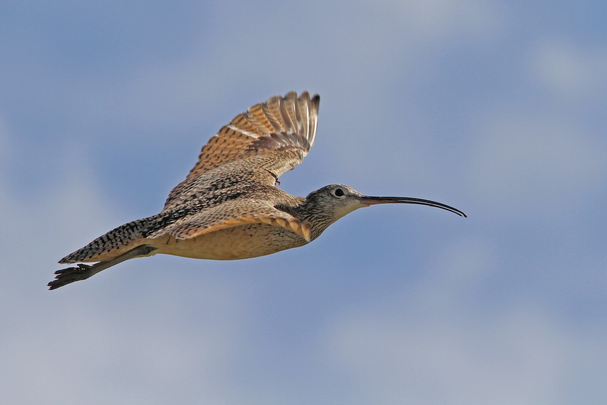 Long-billed Curlew - Christoph Moning