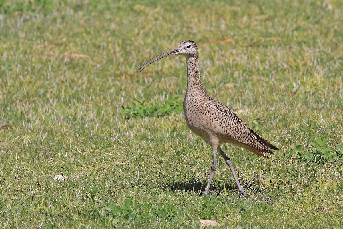Long-billed Curlew - ML68195711
