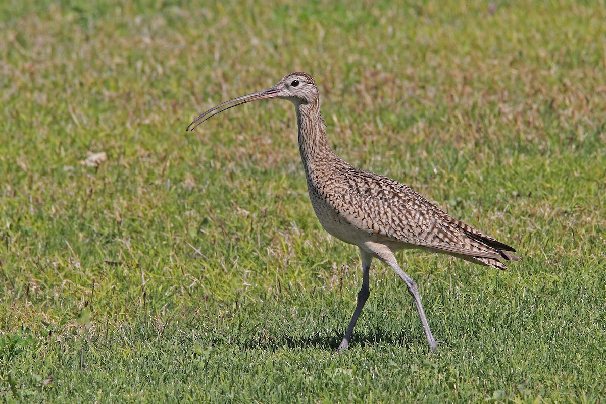 Long-billed Curlew - Christoph Moning