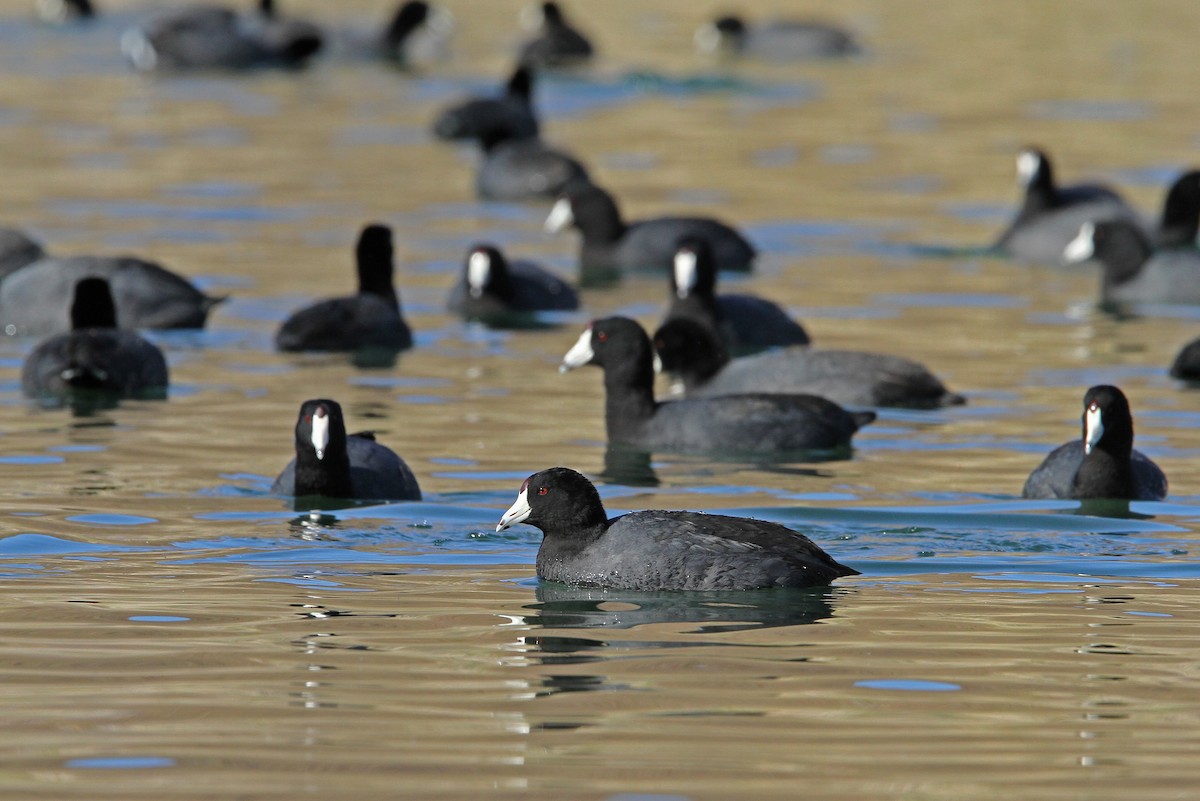 American Coot (Red-shielded) - ML68195841