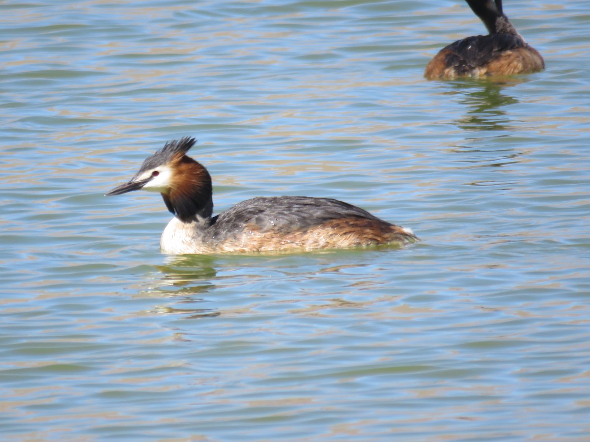 Great Crested Grebe - ML68196341