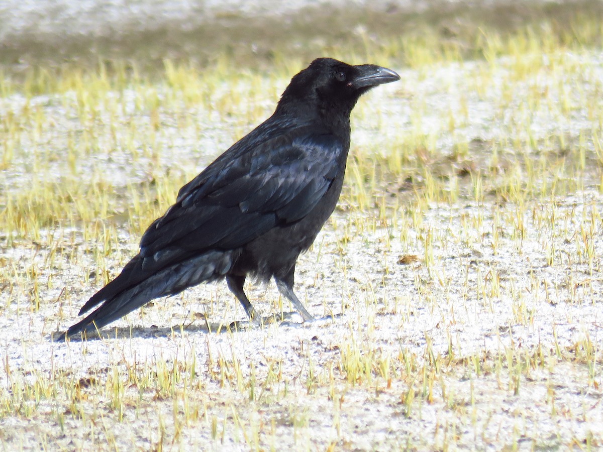 Common Raven - ML68196961