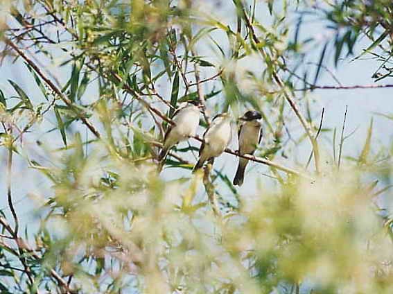White-naped Xenopsaris - Lista de aves de Costanera Sur