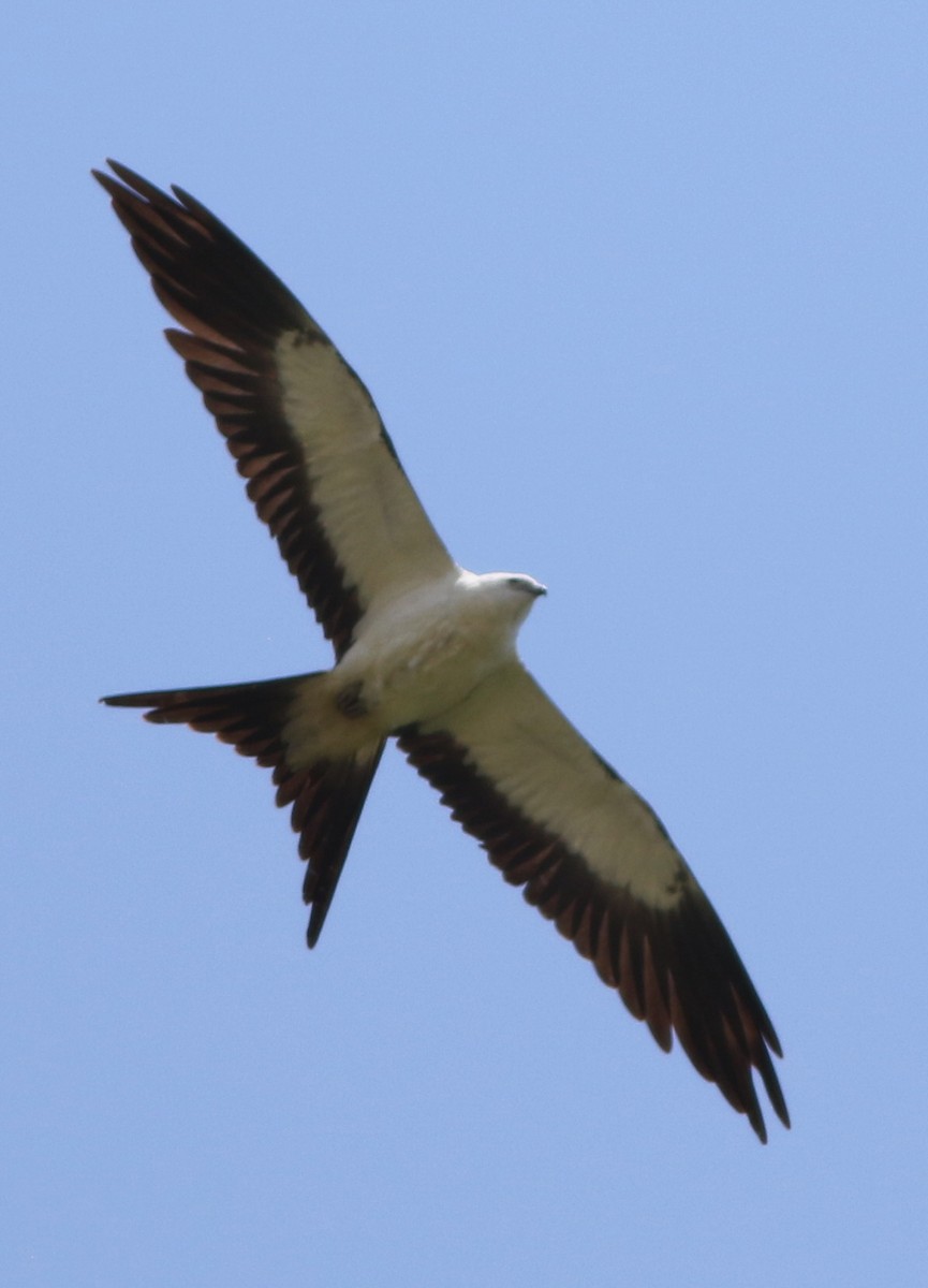 Swallow-tailed Kite - Derek Stokes