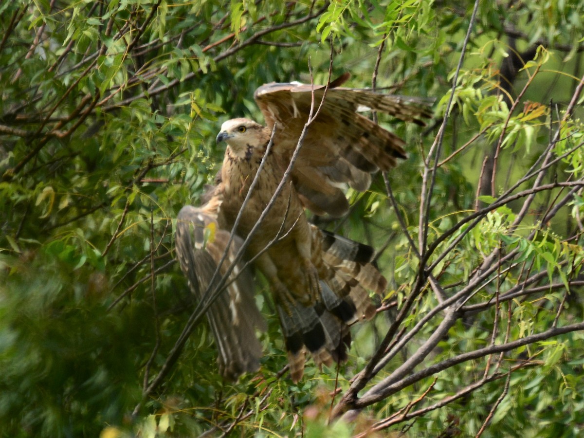 Oriental Honey-buzzard - ML68200891