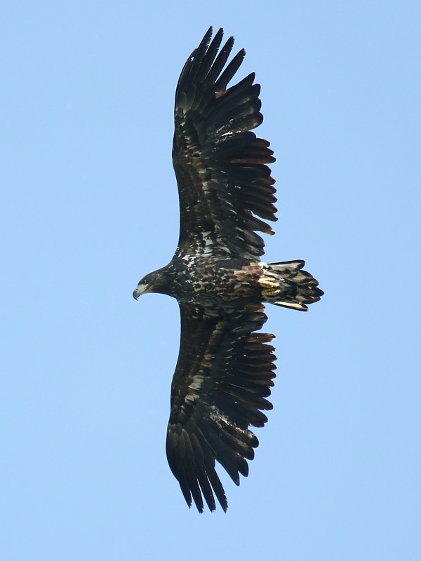 White-tailed Eagle - Pavel Parkhaev