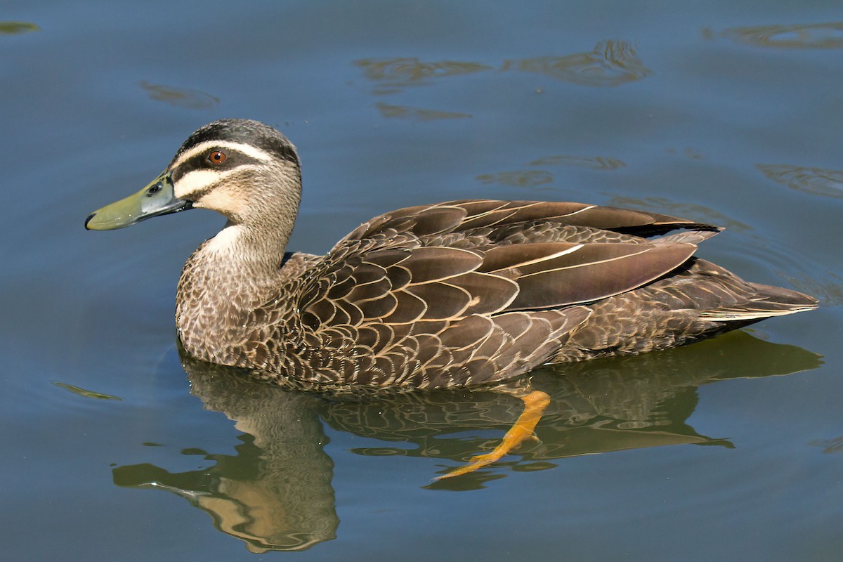 Mallard x Pacific Black Duck (hybrid) - Martin Potter