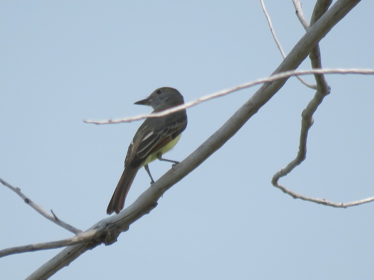 Great Crested Flycatcher - Kathy Carroll