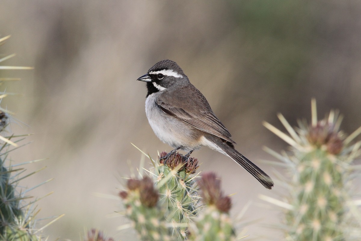 Black-throated Sparrow - ML68204841