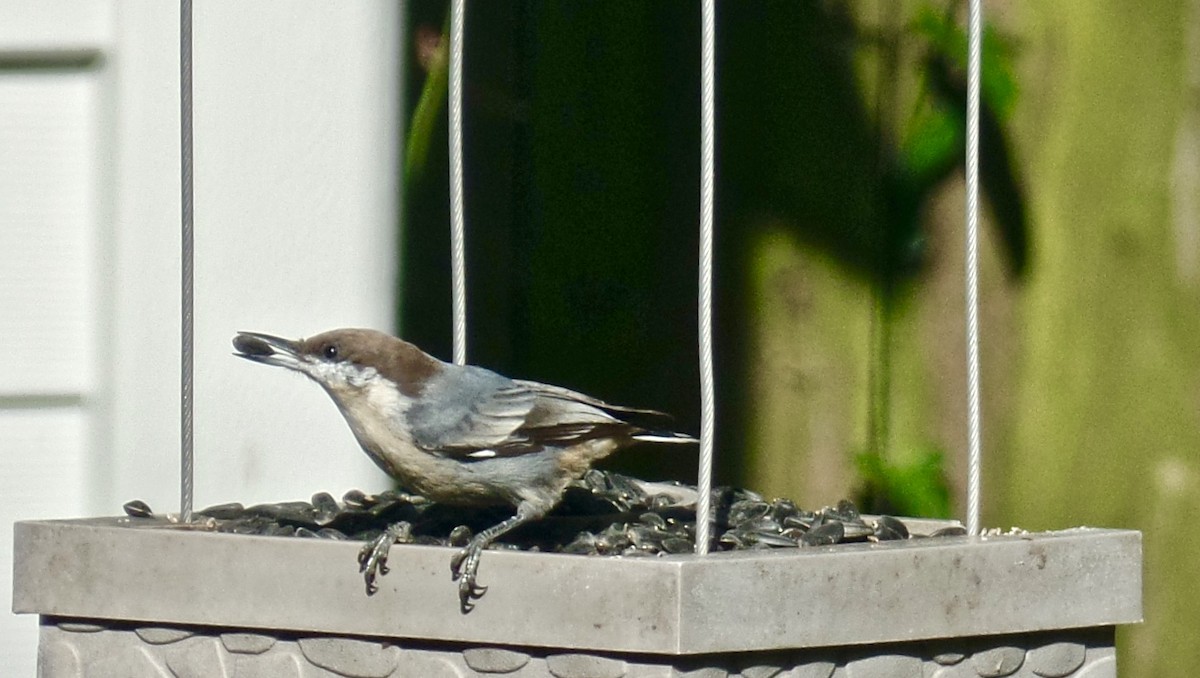 Brown-headed Nuthatch - ML68206351