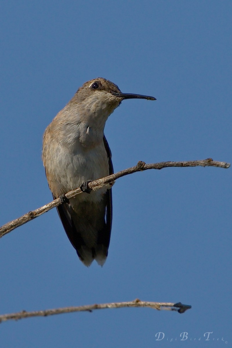 Black-chinned Hummingbird - ML68208351